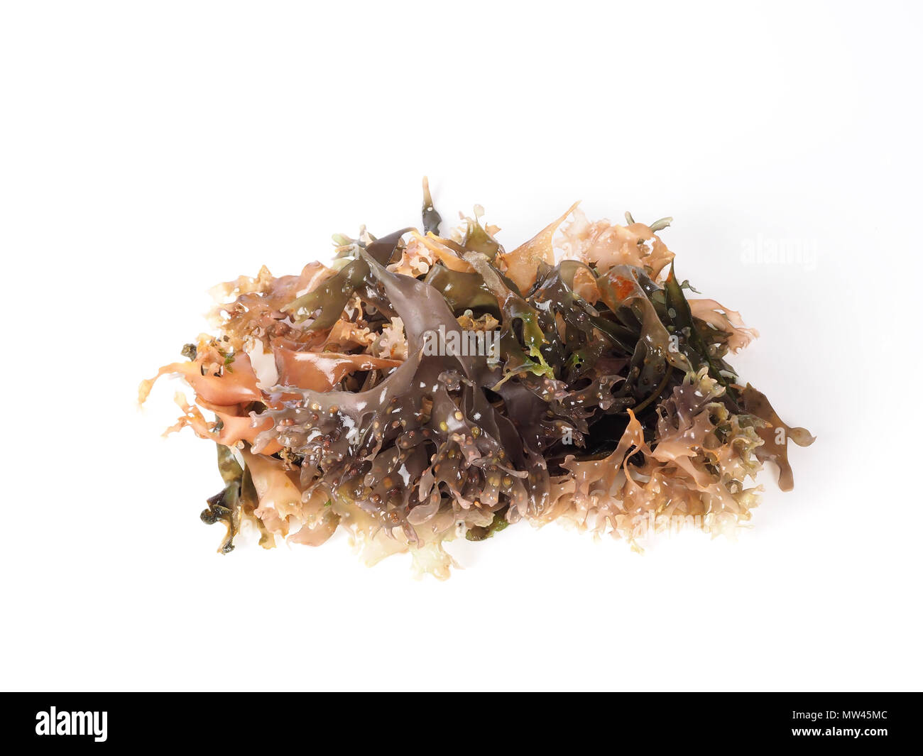 Mousse - Carrageen Moss - Musgo de Irlanda. Nom binomial : Chondrus crispus. C'est un légume de mer comestibles ou d'algues rouges. Banque D'Images