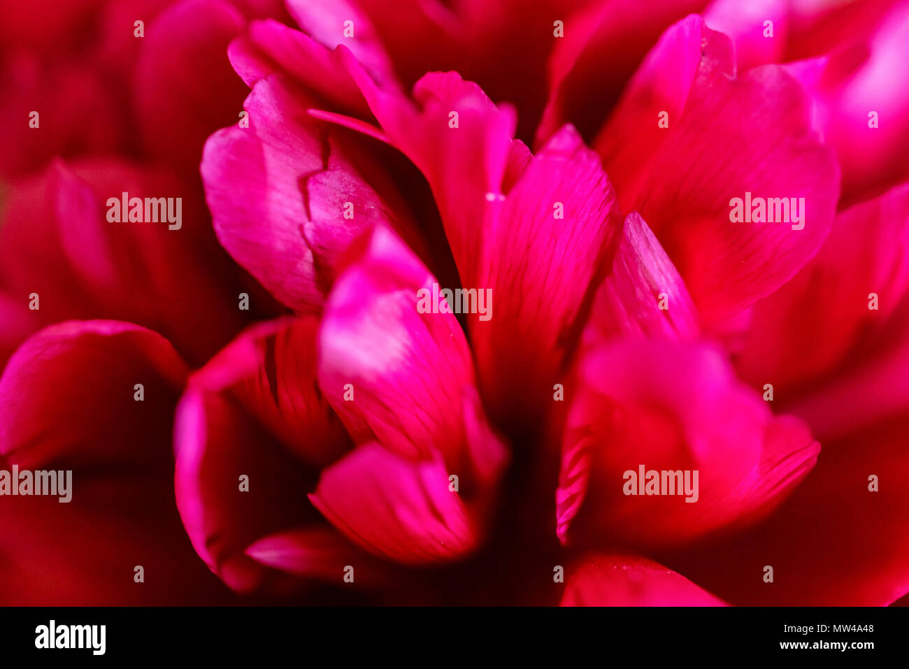 Close up au printemps pivoine fuchsia en fleurs Banque D'Images