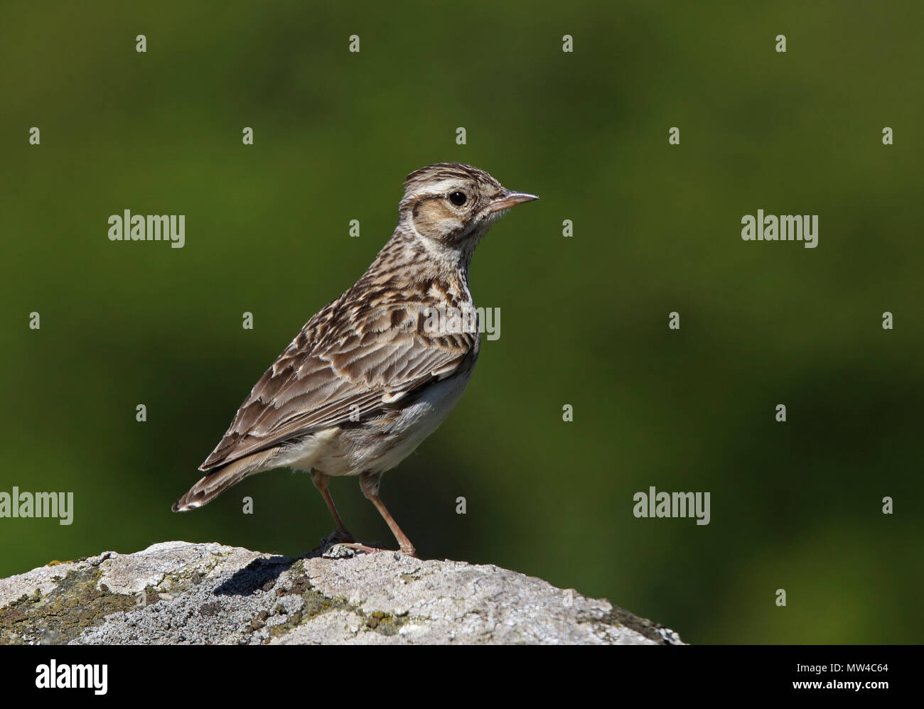 Woodlark la larche de bois (Lullula arborea) est assise sur pierre, vert propre fond Banque D'Images Woodlark la larche de bois (Lullula arborea) est assise sur pierre, vert propre fond Banque D'Images