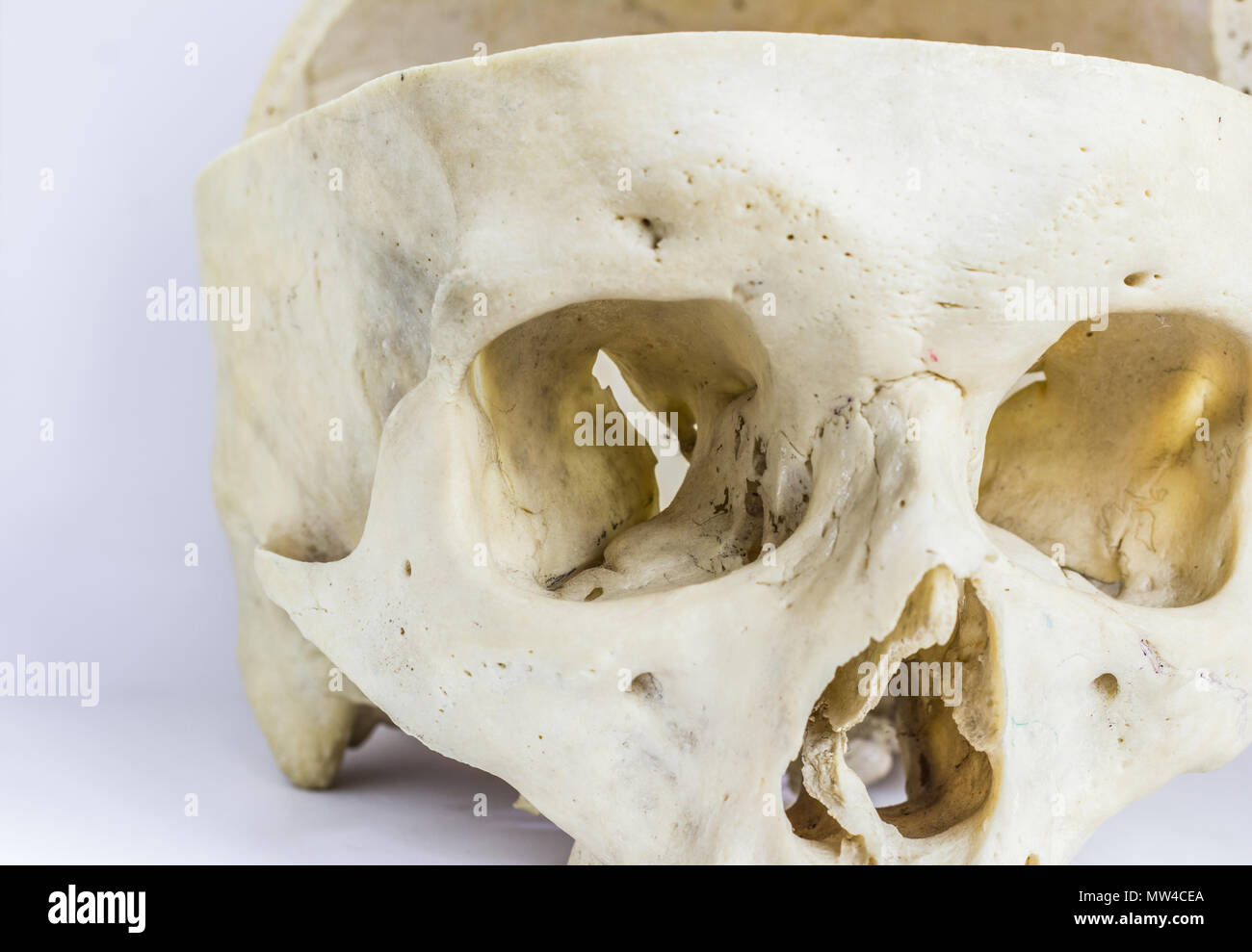 Close up macro-vision des droits de l'os du crâne montrant l'anatomie de la cavité orbitale nasale,et de la cloison nasale, foramen Banque D'Images