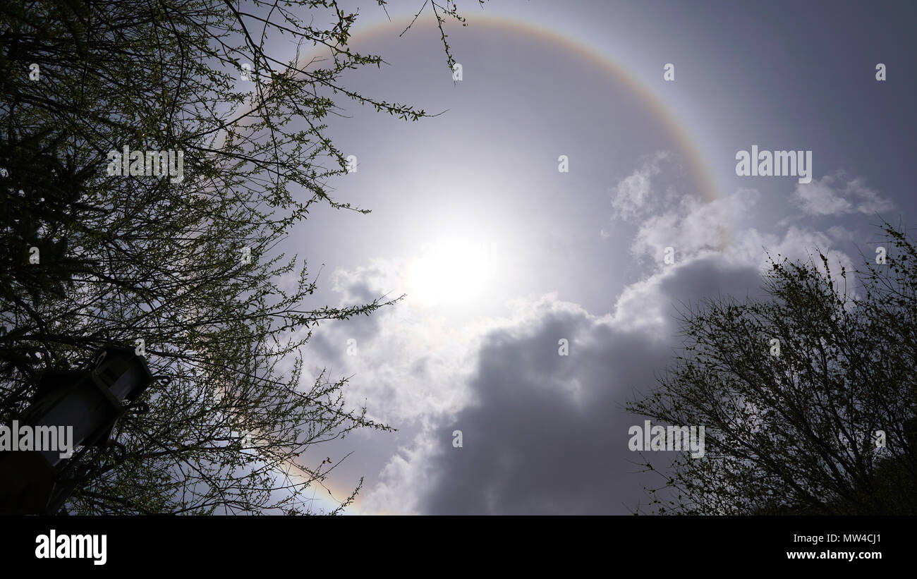 Halo solaire et les branches d'arbre avec un ciel clair Banque D'Images