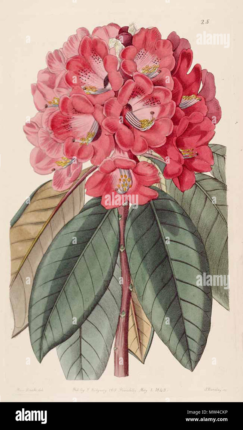 . Anglais : RHODODENDRON Rhododendron zeylanicum, comme rollissonii . 3 juin 2012, 04:04:12. S.A. Drake 519 Rhododendron zeylanicum Banque D'Images