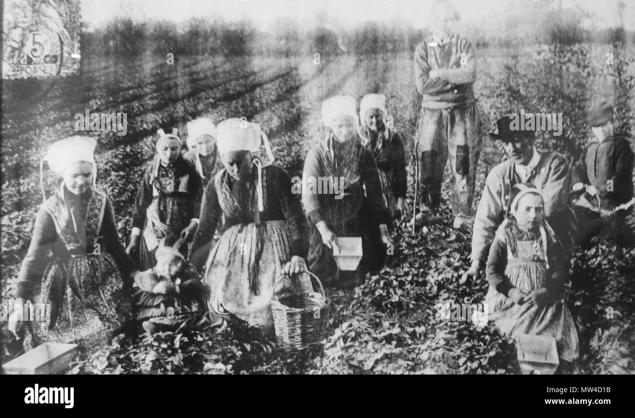 2045 Cueillette des fraises à Plougastel vers 1900 Banque D'Images 2045 Cueillette des fraises à Plougastel vers 1900 Banque D'Images