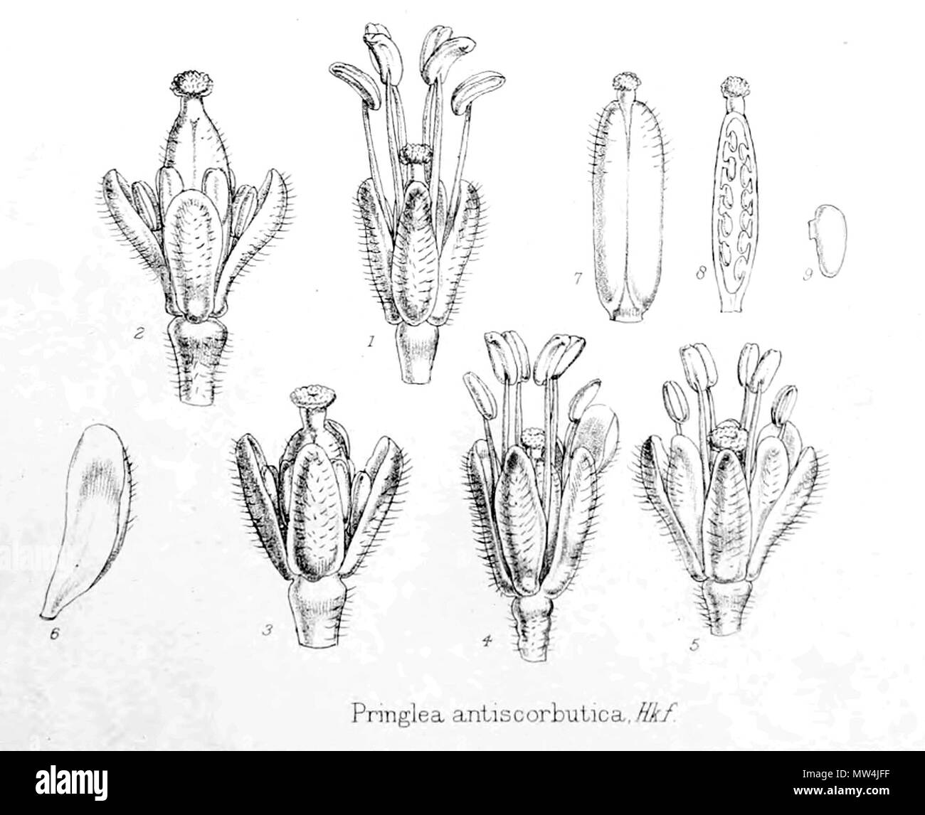 . Pringlea antiscorbutica (Anglais : détails des fleurs) . 28 avril 2013, 15:06:43. Auteur est mort il y a plus de 70 ans - domaine public 502 Pringlea antiscorbutica (détails des fleurs) Banque D'Images