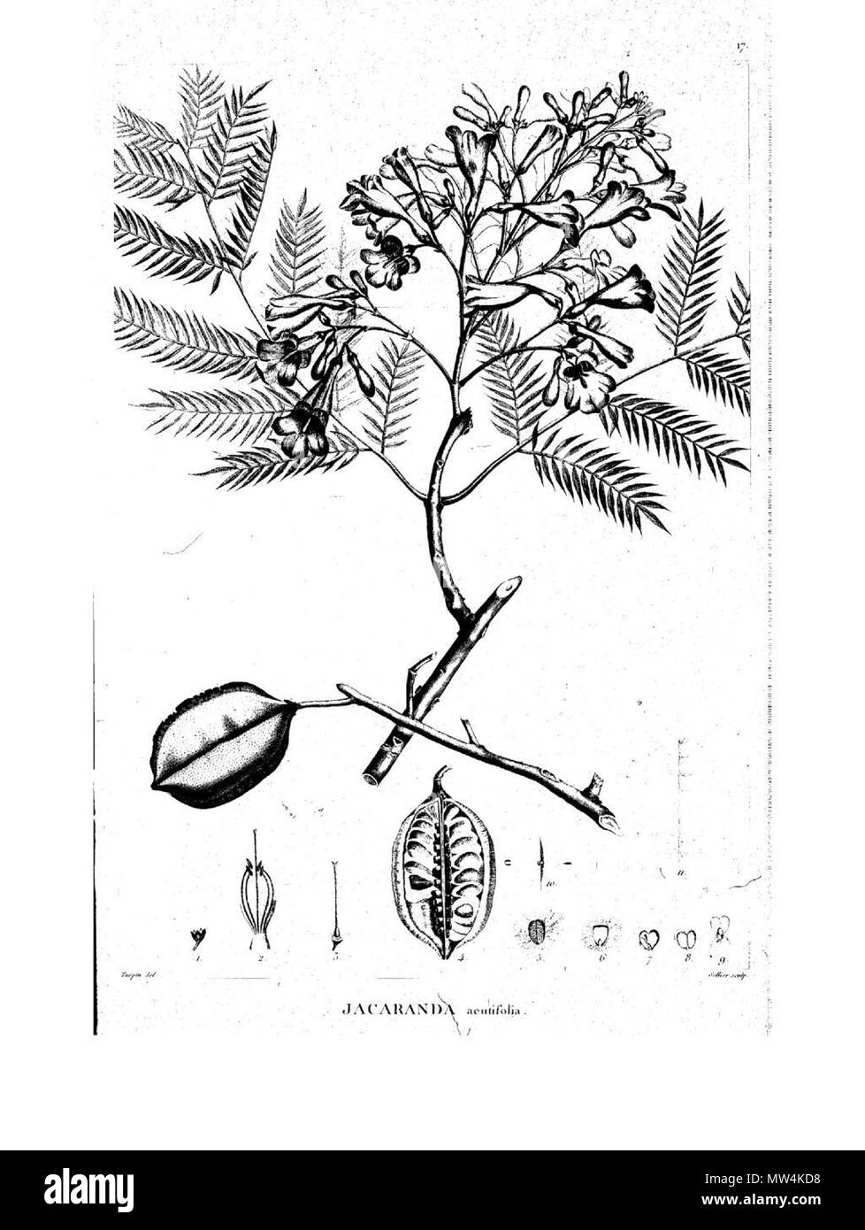 . Anglais : Jacaranda acutifolia . 20 août 2013, 02:17:20. Bonpland 303 Jacaranda acutifolia Banque D'Images