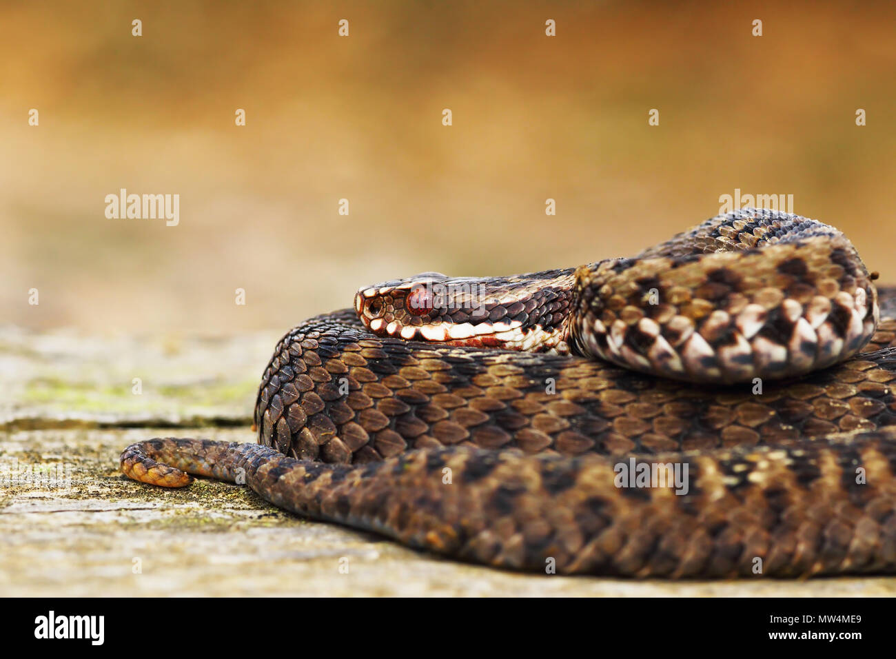 Belle additionneur européen commun ( Vipera berus ), le serpent venimeux le plus répandu de l'Eruope Banque D'Images