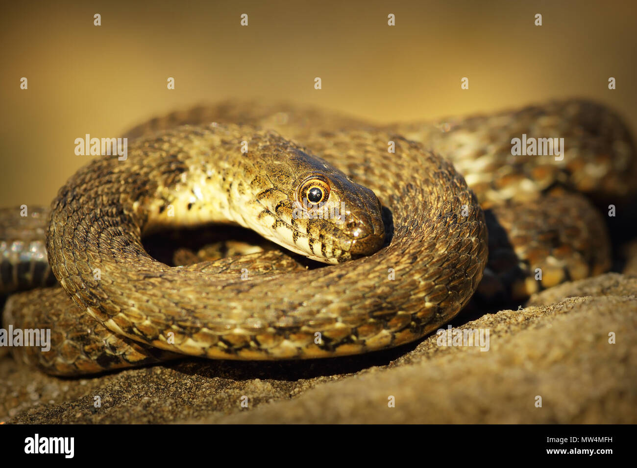 Serpent montrant thanatosis dés sur un rocher ( Natrix tessellata ) Banque D'Images