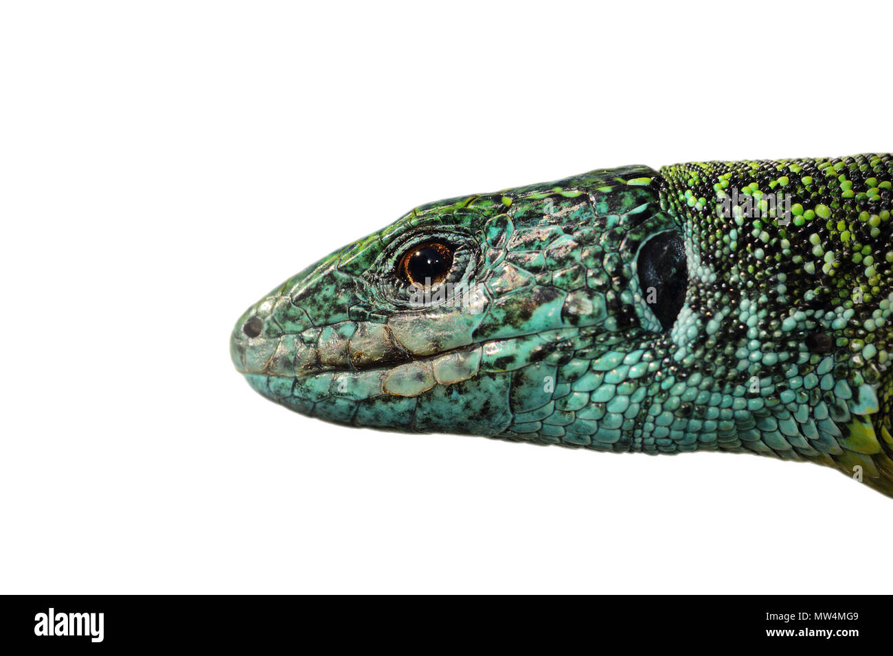 Vue macro isolé de l'homme chef Lacerta viridis, le lézard vert ; side potrait prêt pour votre conception Banque D'Images