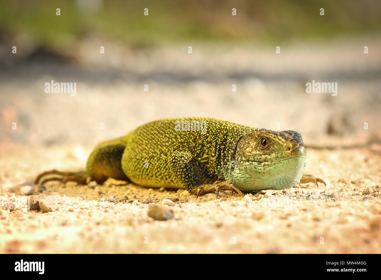 Lézard vert mâle sur le sol, gros plan sur la tête ( Lacerta viridis ) Banque D'Images