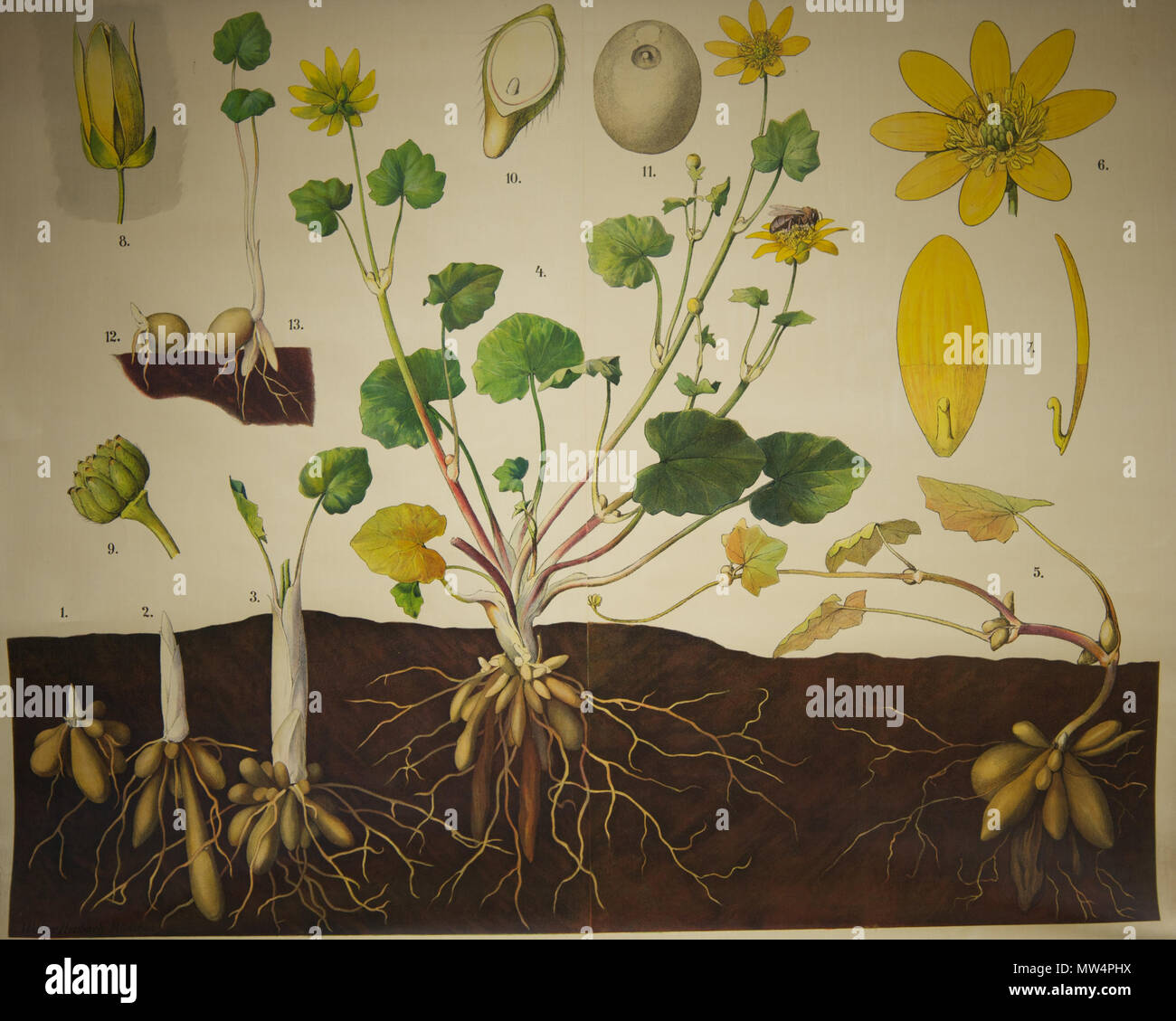 . English : Planche d'illustration de Schmeils Botanische Wandtafeln Anatomische Reihe . 17 avril 2014, 08:11:24. Walter Heubach 547 Schmeils Botanische Wandtafeln 02 Banque D'Images