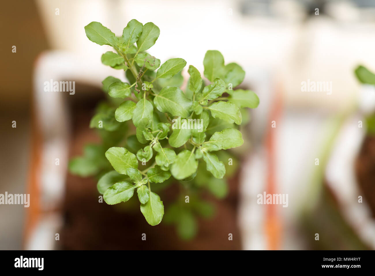 Ocimum tenuiflorum, communément connu sous le nom de basilic sacré, sac ou tulsi, est une plante vivace aromatique de la famille des Lamiaceae. Il est originaire de l'Indian Banque D'Images