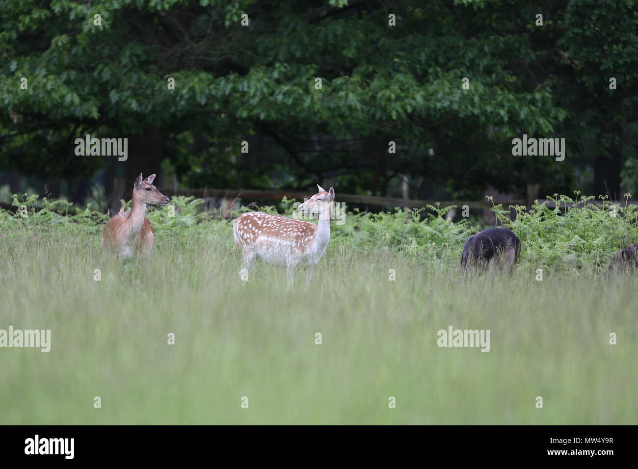 Cerfs sauvages au parc Richmond Banque D'Images