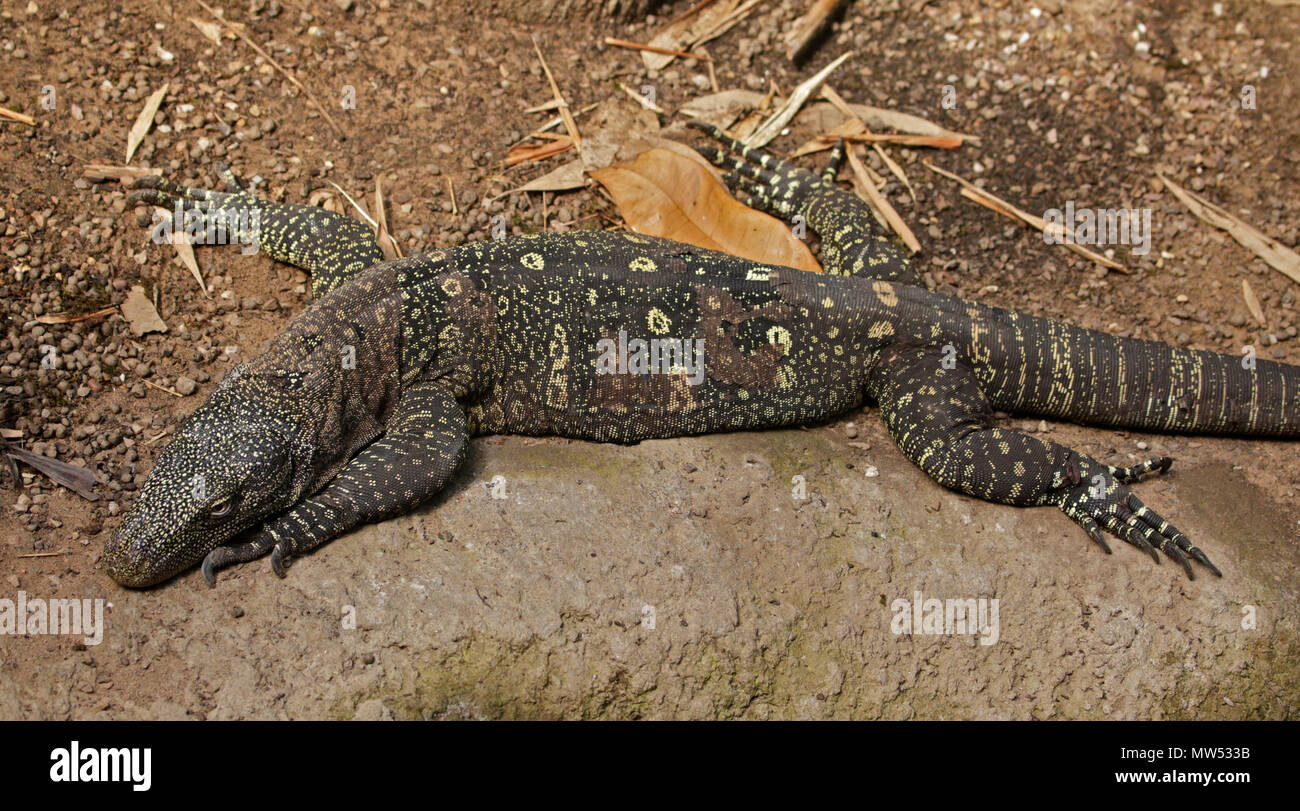 Crocodile Varan (Varanus salvadorii) Banque D'Images