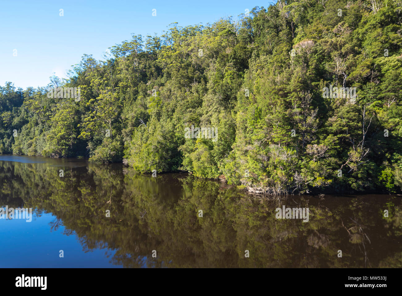Arbres se reflétant dans la rivière Gordon, de la côte ouest de la Tasmanie Banque D'Images