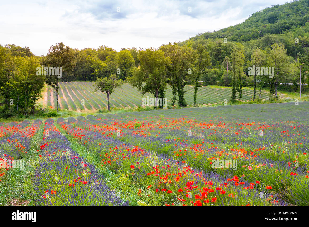France, Provence, amapolas et champ de lavande Banque D'Images