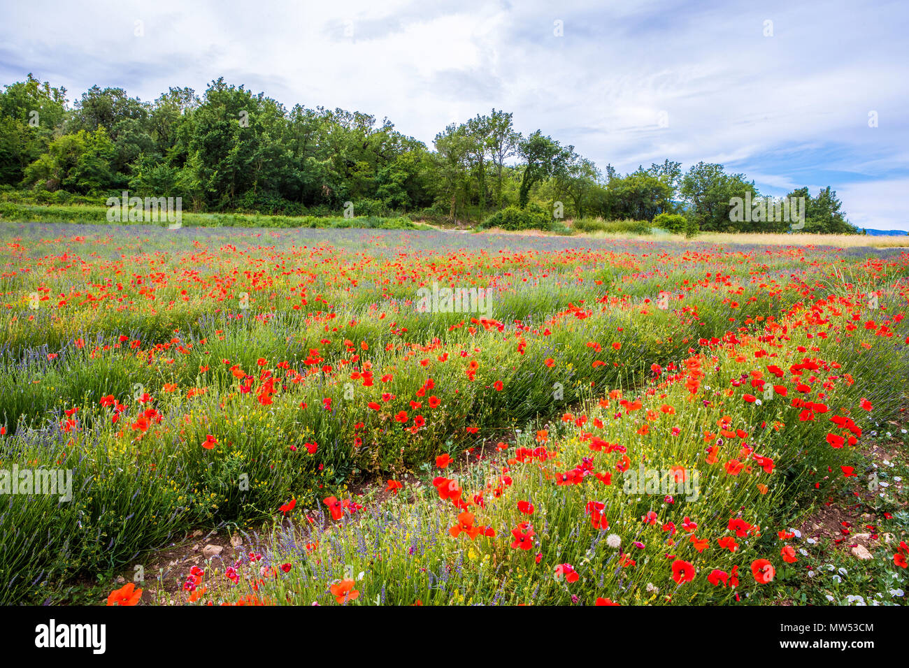 France, Provence, amapolas et champ de lavande Banque D'Images