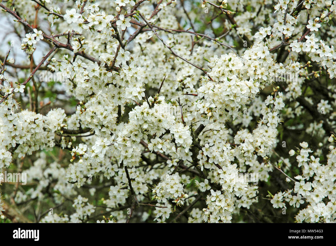 Blackthorn Blossom. Prunus spinosa. Banque D'Images