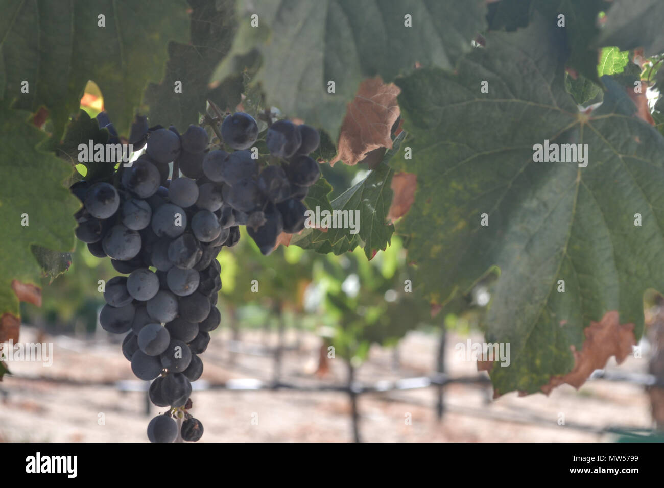 Manger des raisins sous Banque de photographies et d’images à haute — free download