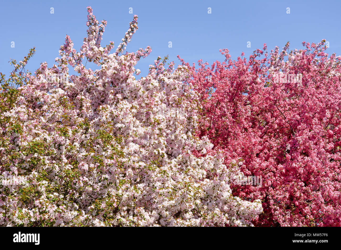 Pommiers en fleurs magnifiquement sur une journée de printemps ensoleillée. Pommiers en fleurs à la lumière du soleil. L'arrière-plan. La texture. Banque D'Images