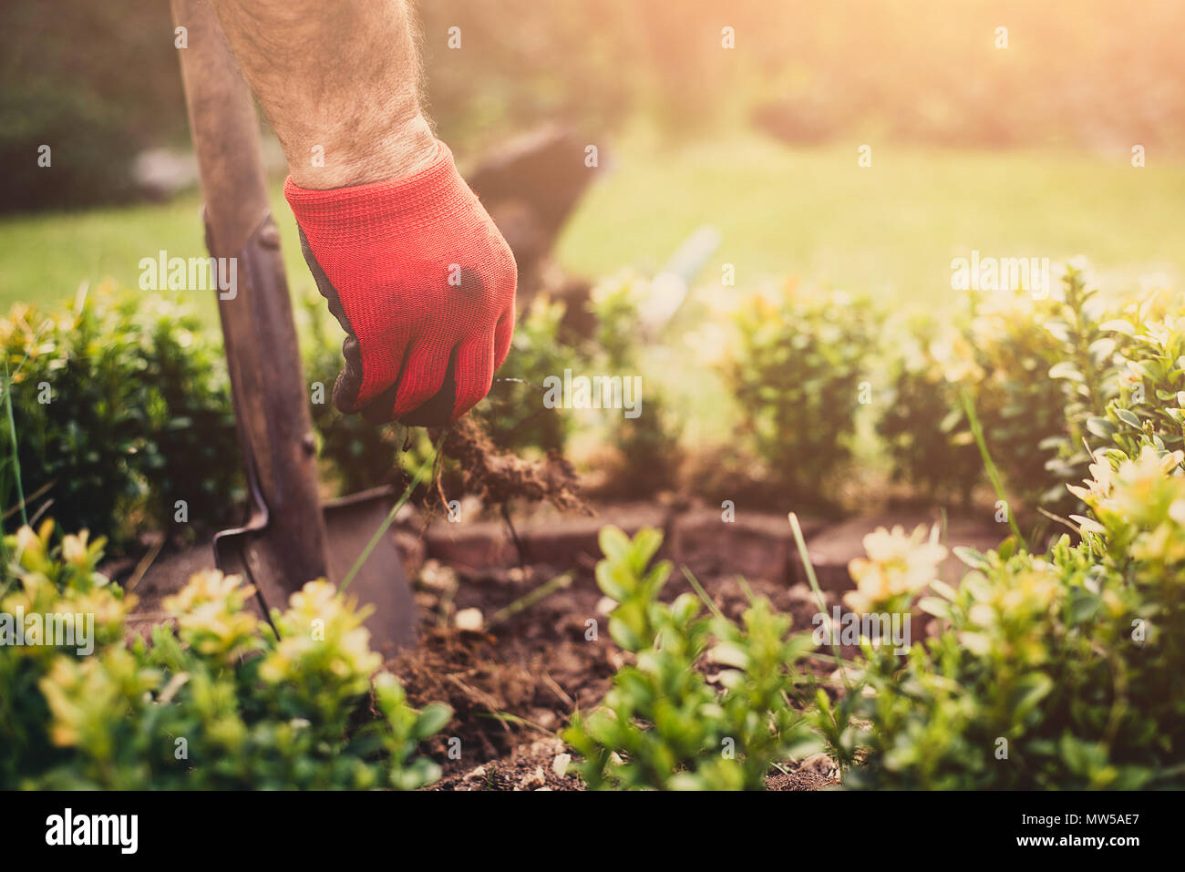 Travaux de jardinage. L'homme creuse dans le jardin, fait des semis. Un  jardinier habillé en pantalon et bottes de travail effectue le travail  contre l'arrière-plan Photo Stock - Alamy