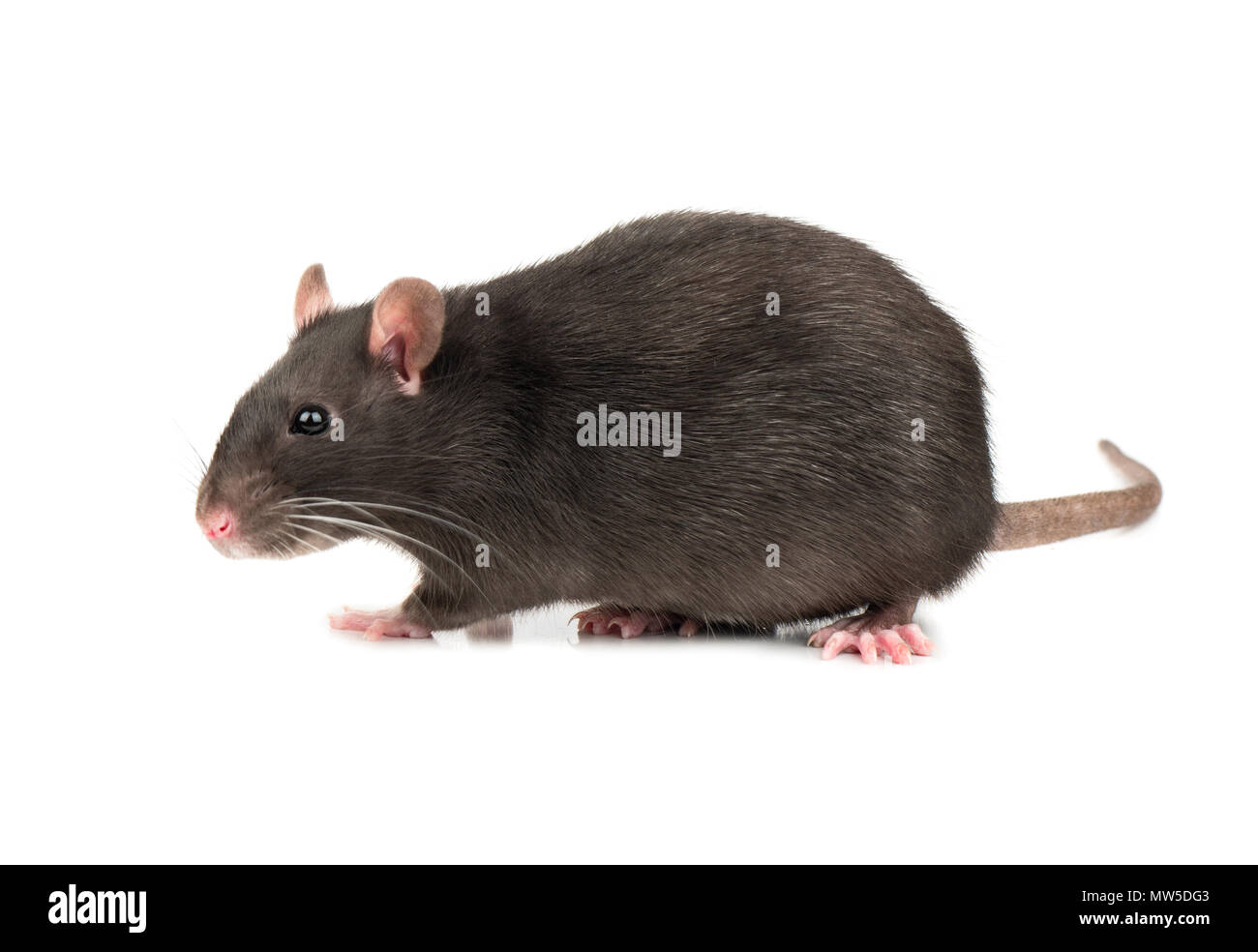 Oreille de souris grise Banque de photographies et d'images à haute  résolution - Alamy
