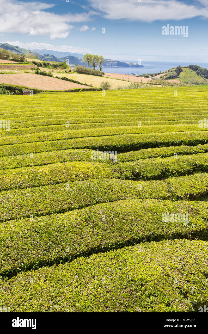 Les champs de thé vert sur l'île de São Miguel Banque D'Images