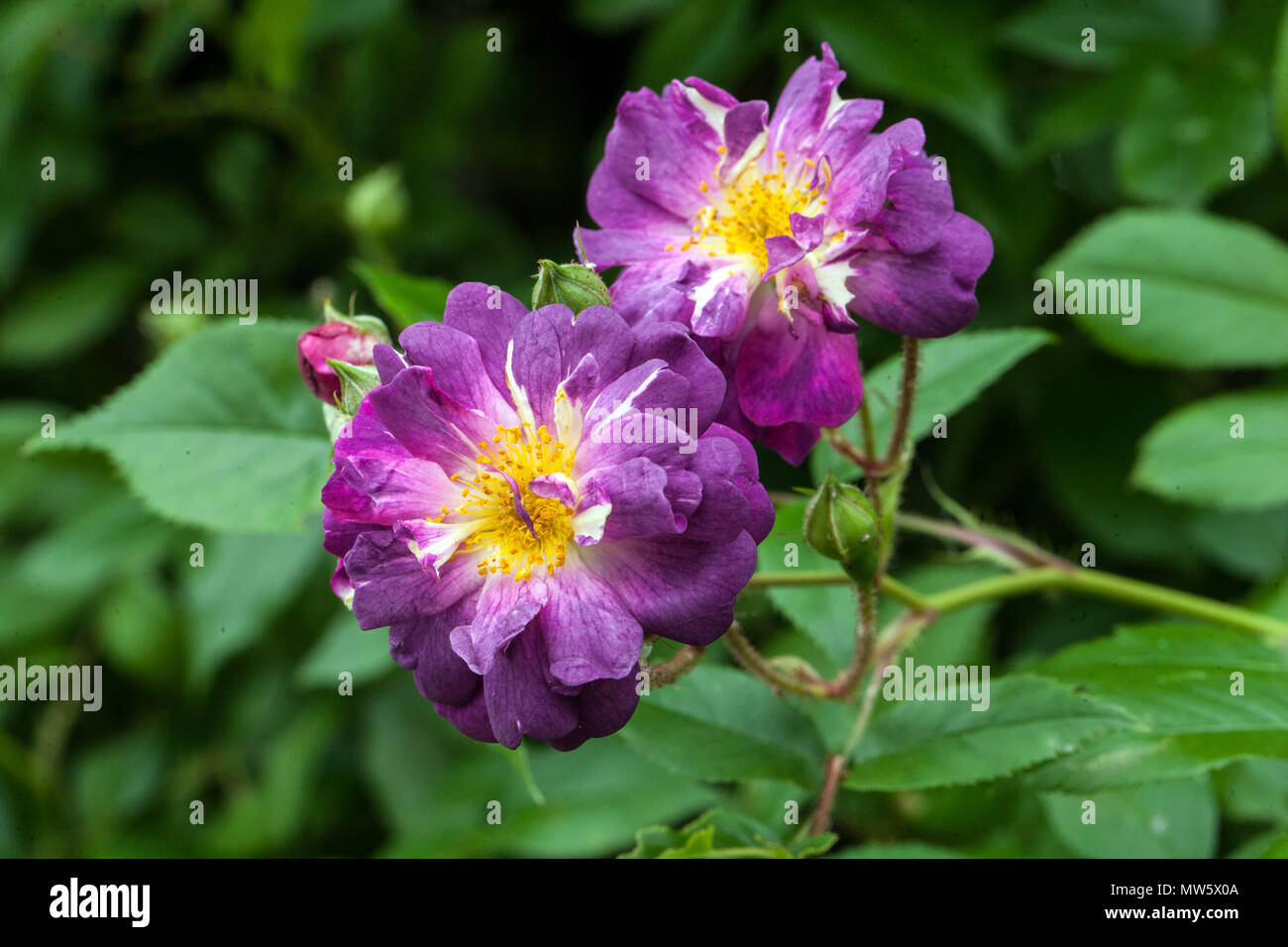 Rosa ' ' Veilchenblau, Rambling rose, fleurs Banque D'Images