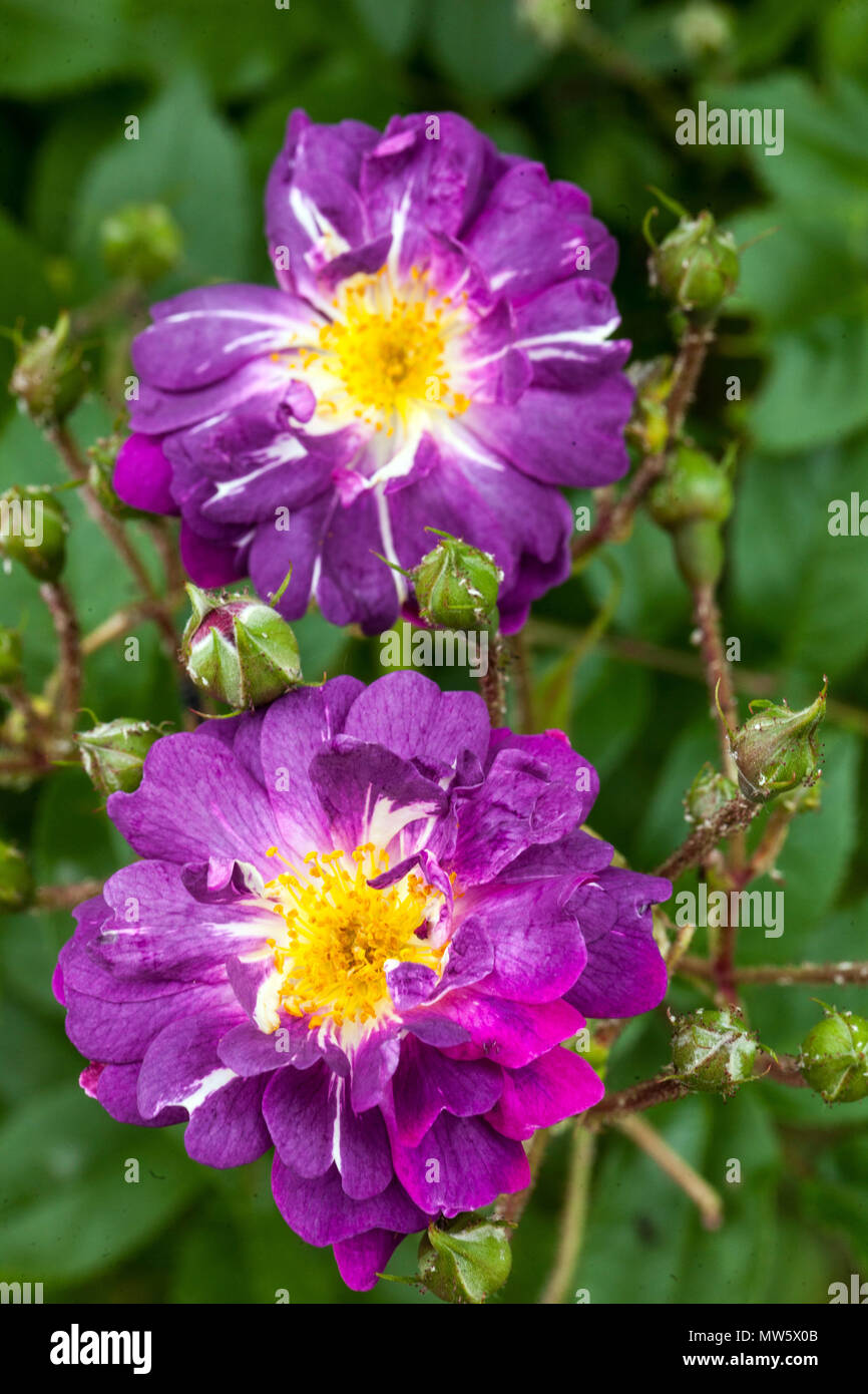 Rosa ' ' Veilchenblau, Rambling rose, fleurs Banque D'Images