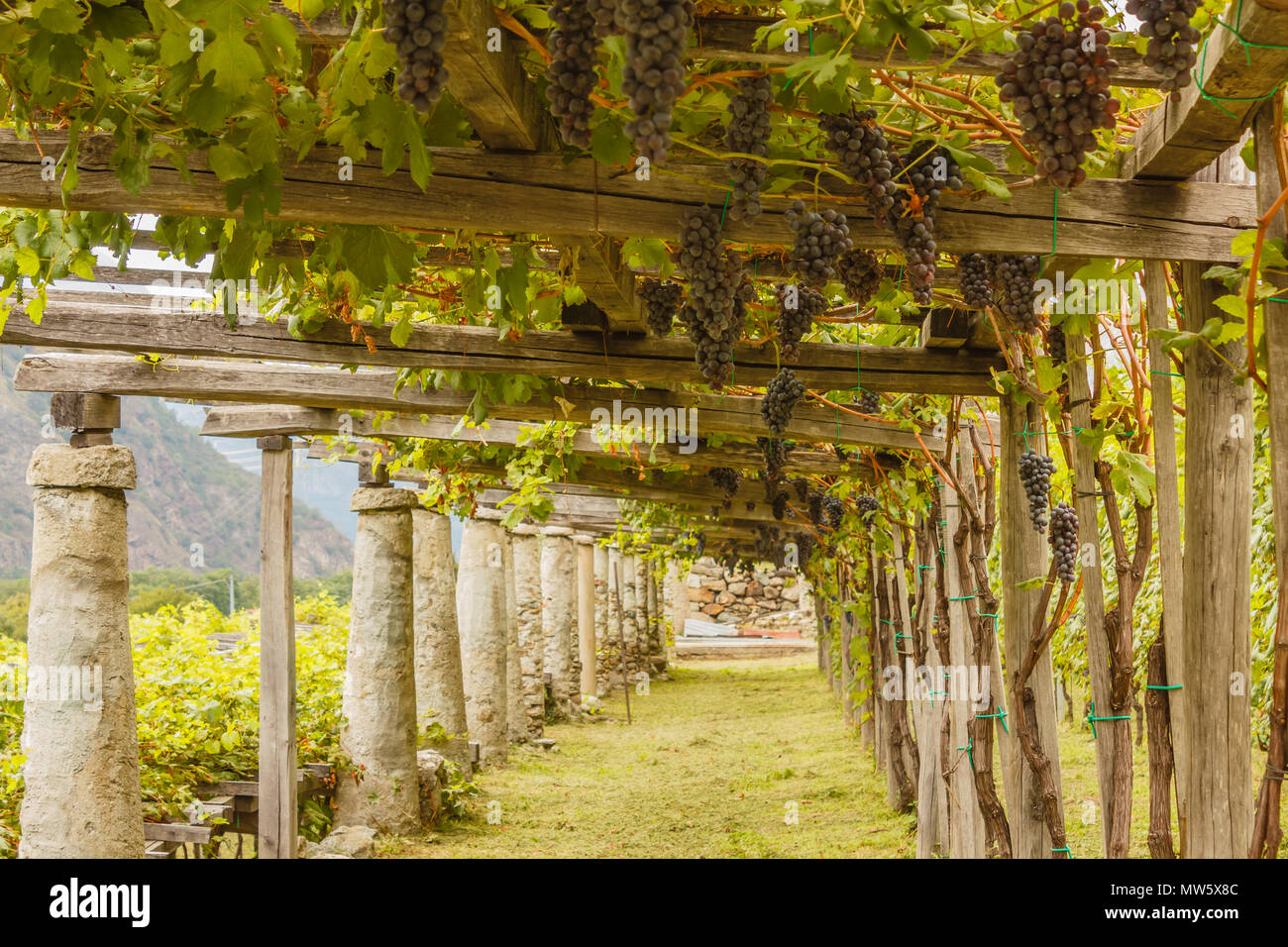 L'architecture agricole typique du vignoble de Carema, dans le Piémont, Italie /vignes du célèbre vin Nebbiolo Piémontais Carema D.O.C Banque D'Images