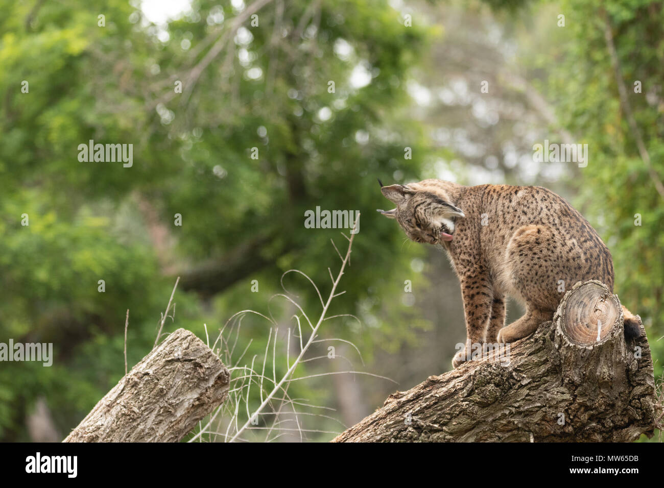 Le lynx ibérique photographié à l'ZooSpain de Madrid, l'Europe. Banque D'Images