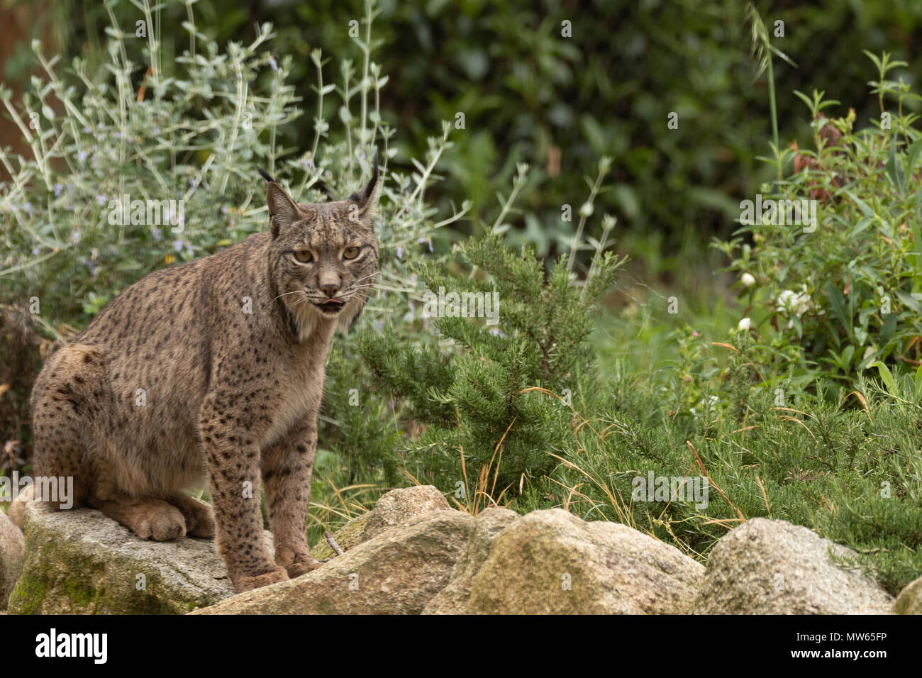 Le lynx ibérique photographié à l'ZooSpain de Madrid, l'Europe. Banque D'Images