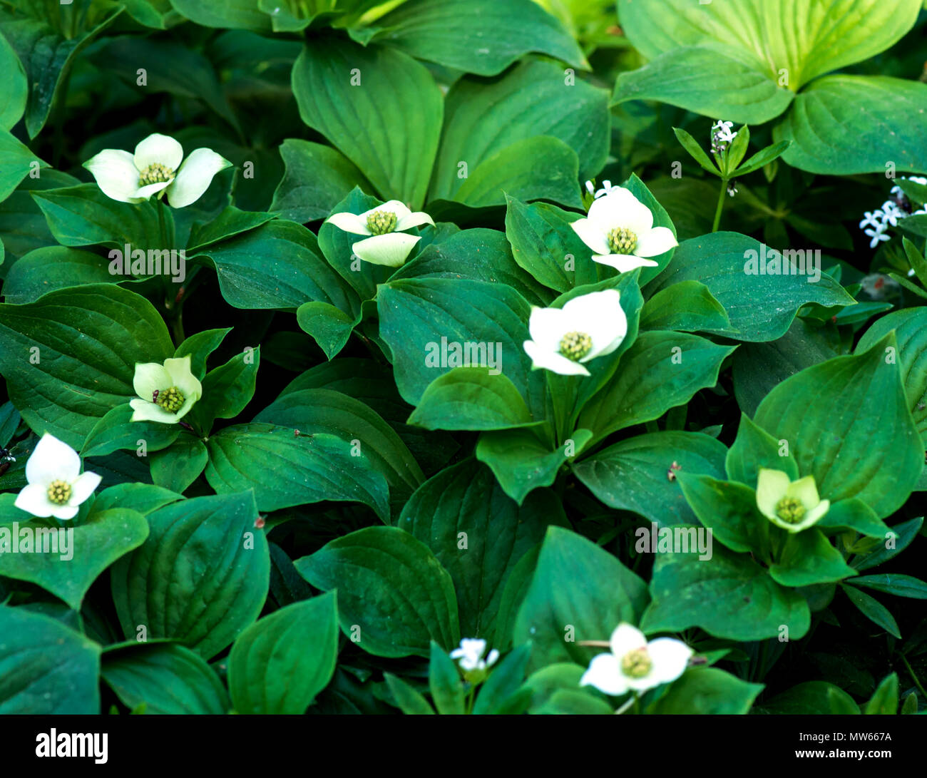 Fleurs cornouiller Banque D'Images