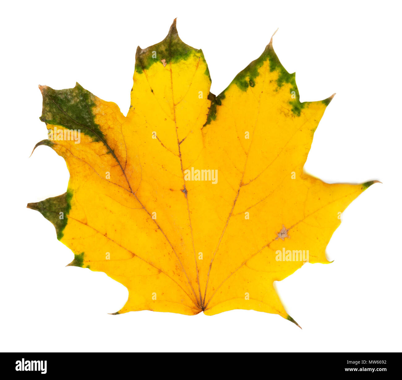 Automne jaunies feuille d'érable. Isolé sur fond blanc. Banque D'Images