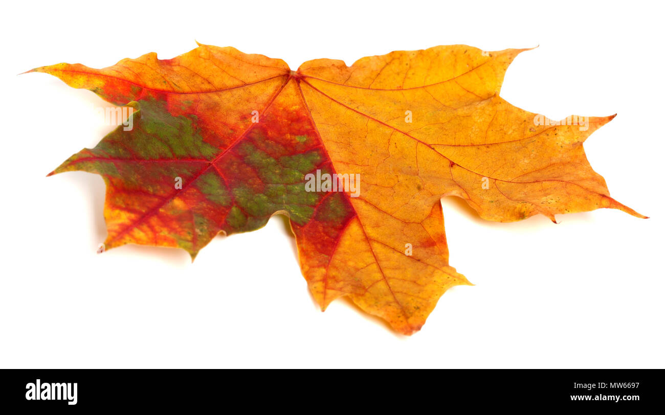 Multicolor automne feuille d'érable. Isolé sur fond blanc. Banque D'Images