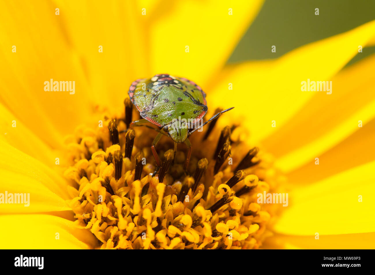 Bug shield sur fleur d'artichaut de Jérusalem Banque D'Images