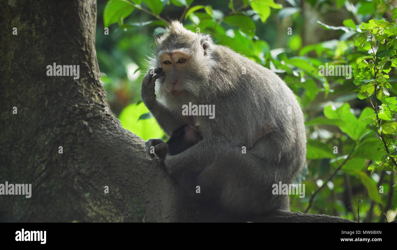 Macaque Monkey dans la forêt tropicale. Des singes dans l'environnement naturel. Bali, Indonésie. Les macaques à longue queue, Macaca fascicularis. Banque D'Images