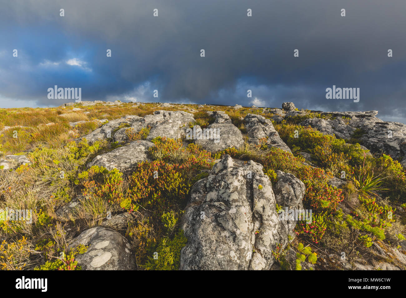 Fynbos sur le dessus de Table Mountain à Cape Town avec ciel dramatique Banque D'Images
