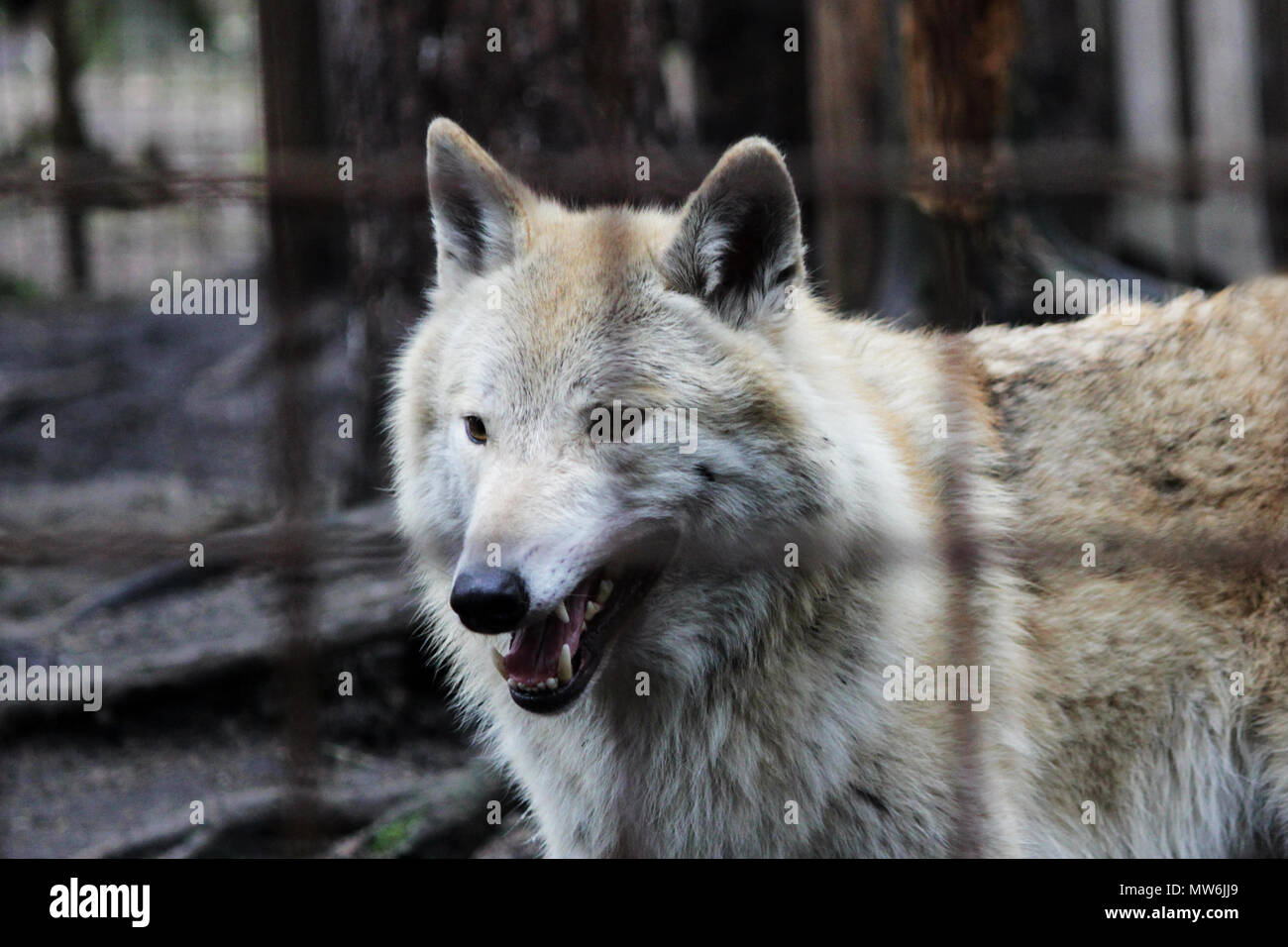 Le loup polaire derrière les barreaux, couleur d'été Canis lupus tundrarum. Chenil d'élevage de loups et de chiens-loups hybride. Loup dans une grande enceinte avec des bars. Banque D'Images