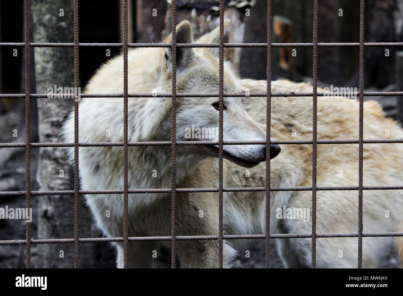 Le loup polaire derrière les barreaux, couleur d'été Canis lupus tundrarum. Chenil d'élevage de loups et de chiens-loups hybride. Loup dans une grande enceinte avec des bars. Banque D'Images