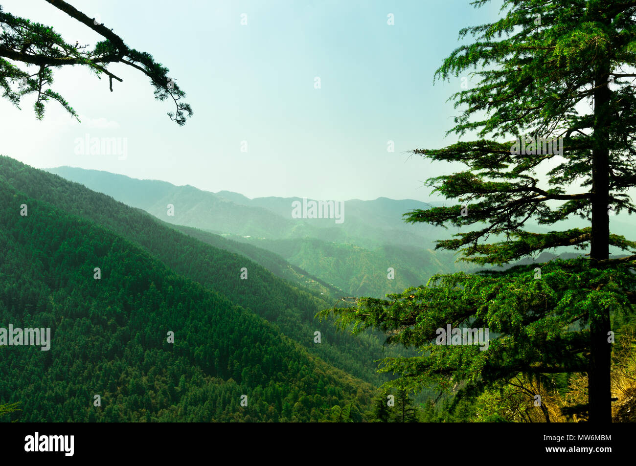 Himalaya couvert d'arbres passant au loin dans la distance et couverte de pins. L'Himachal Pradesh a beaucoup de ces sites touristiques, ce qui en fait un favori pour des vacances touristiques Banque D'Images