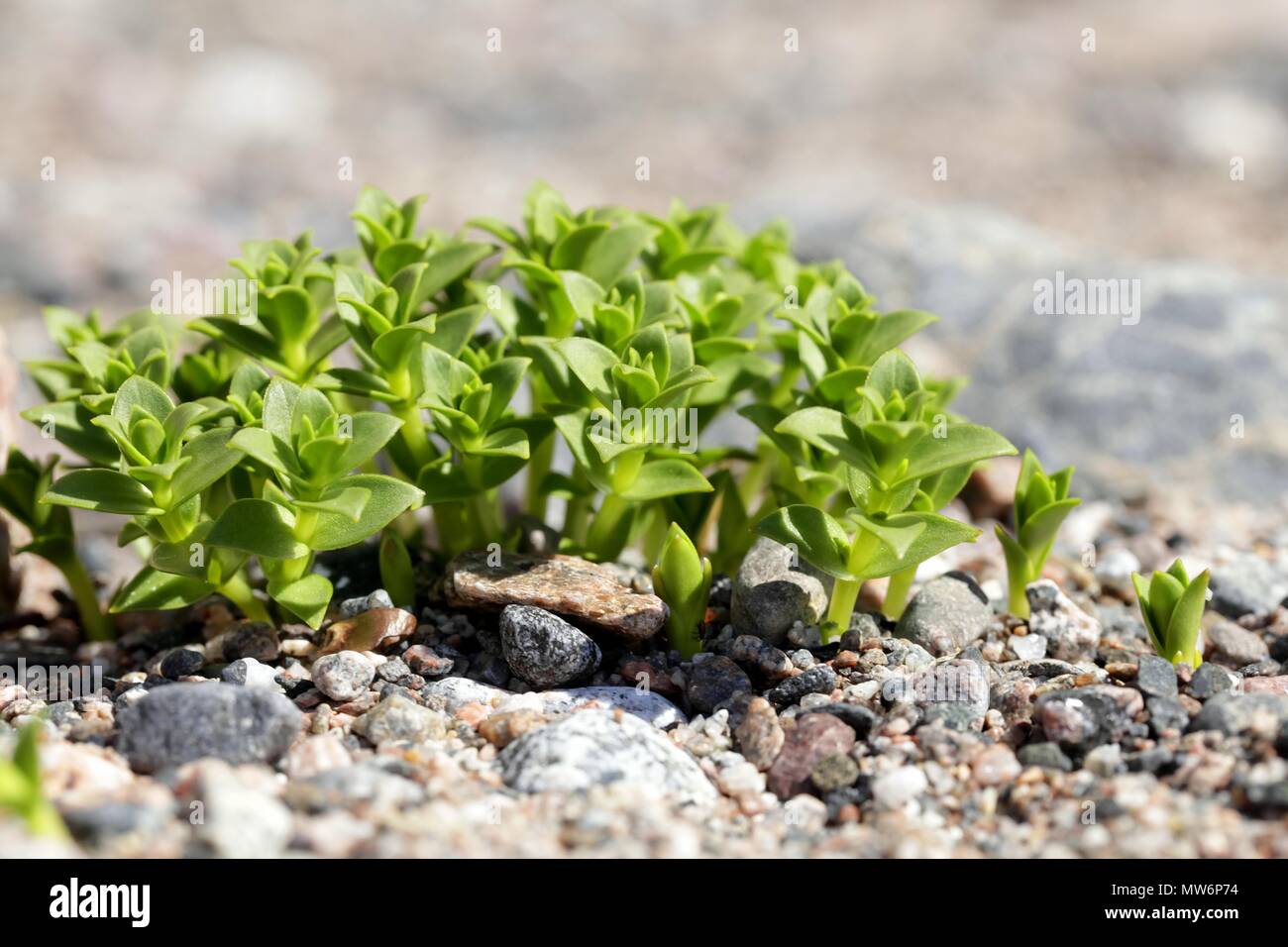 Sabline la mer, aussi appelée mer sandplant, Honckenya peploides, une plante comestible de la Finlande Banque D'Images