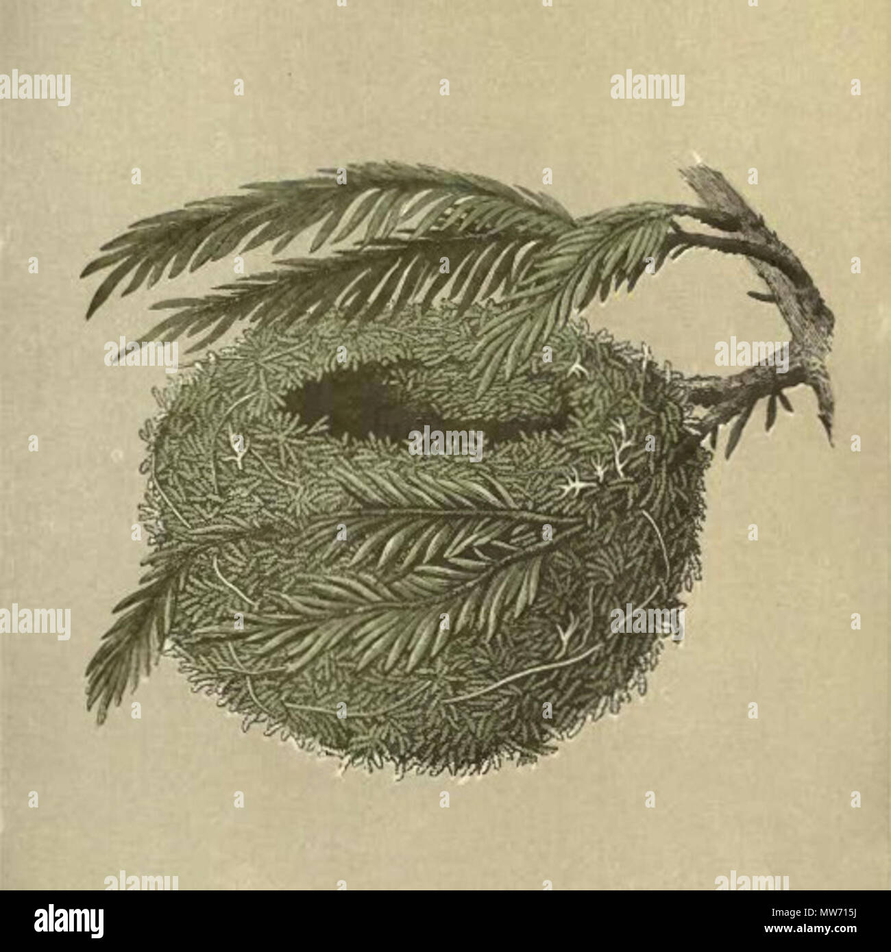 . Regulus regulus English : illustration d'un Goldcrests' nid. 4 décembre 2010, 13:23 (UTC). Francis Orpen Morris (1810-1893) instruments : Snowmanradio (talk) 21 Une histoire naturelle des nids et des Œufs d'oiseaux britanniques -Goldcrest plaque -132-cropped Banque D'Images