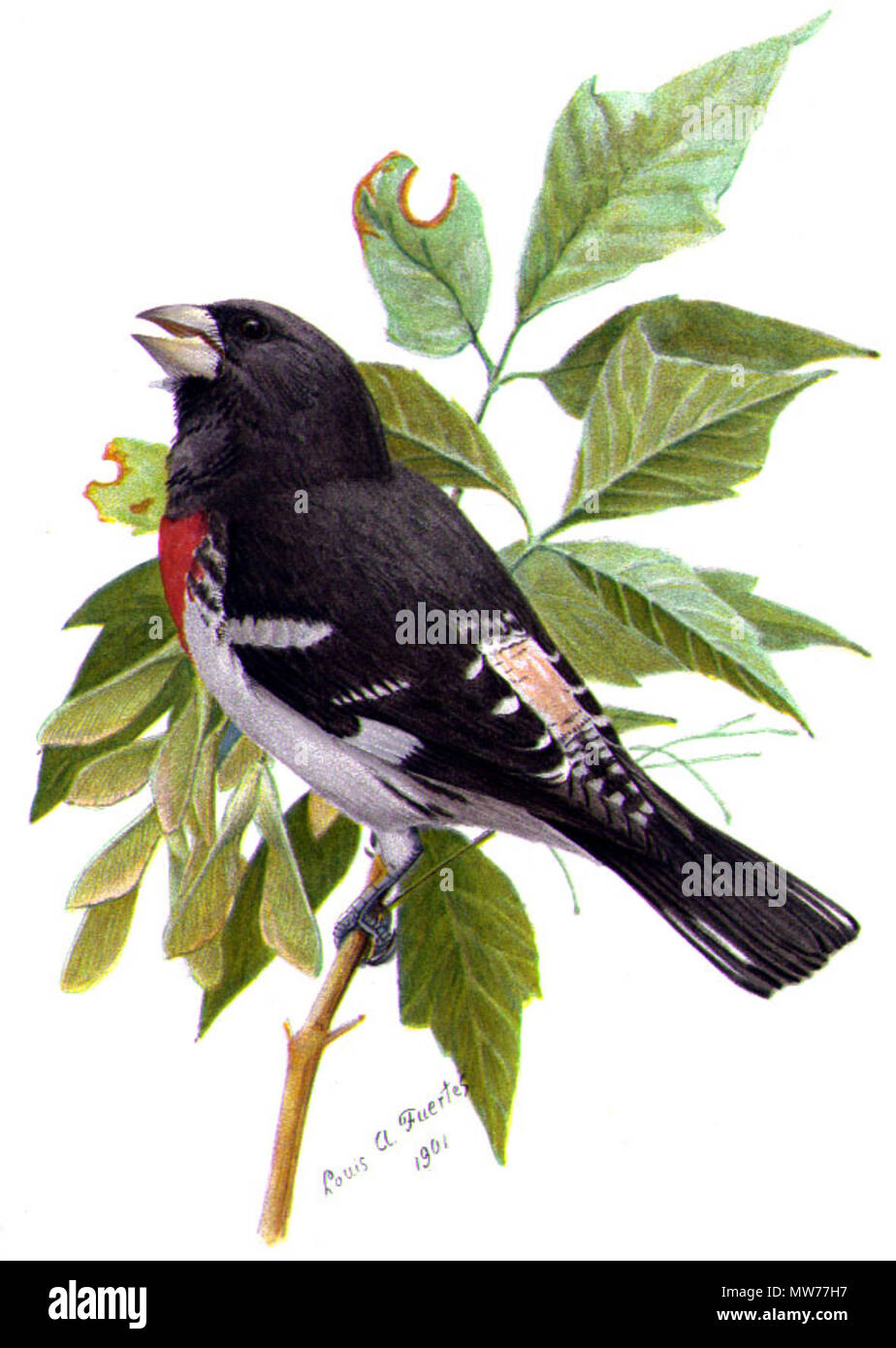 . Cardinal à poitrine rose Pheucticus ludovicianus, chromolithographie, après Peinture (aquarelle ou acrylique) . 1901. Louis Agassiz Fuertes (artiste), Olive Thorne Miller (auteur, pseudonyme d'Harriet Mann) ludovicianusABP 480 Pheucticus04CA Banque D'Images