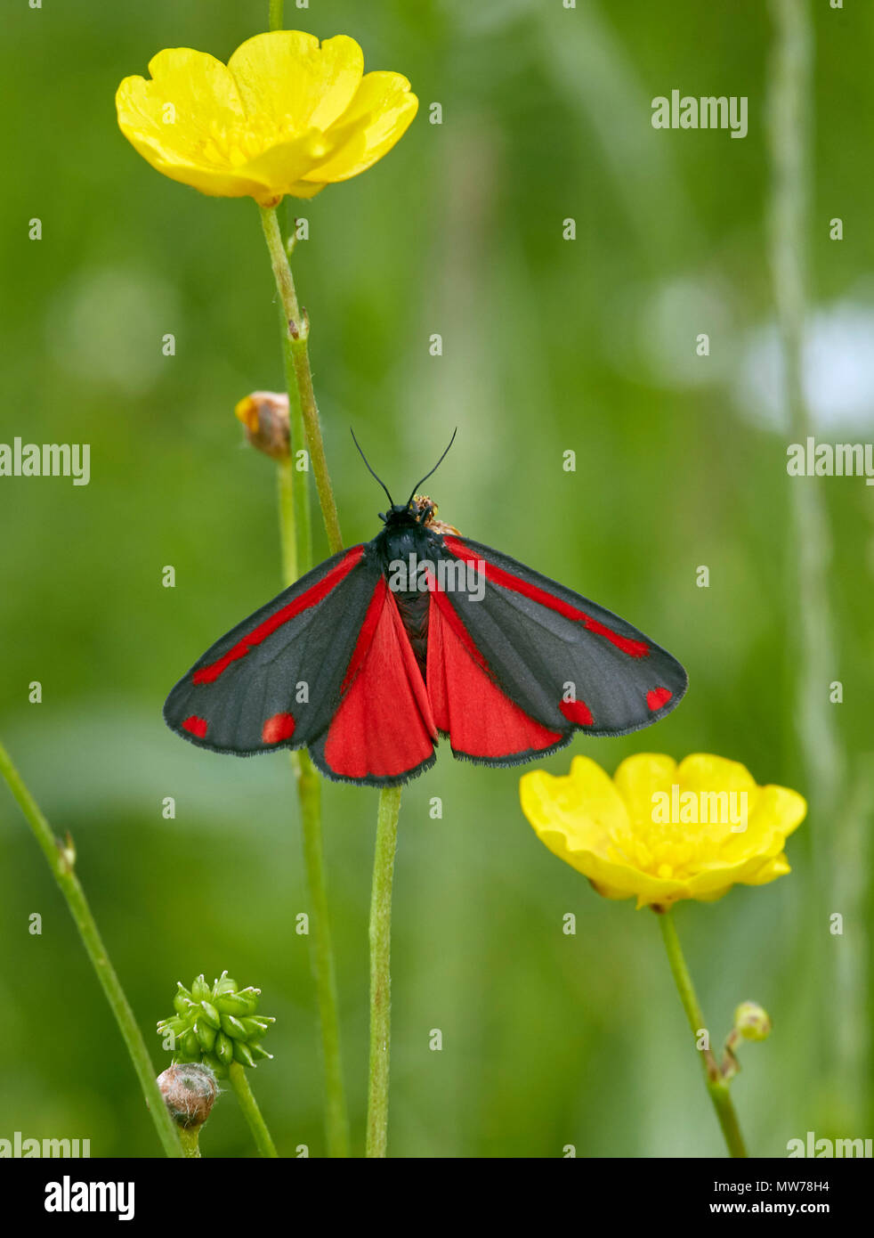 Cinnabar moth sur buttercup. Hurst Meadows, East Molesey, Surrey, Angleterre. Banque D'Images