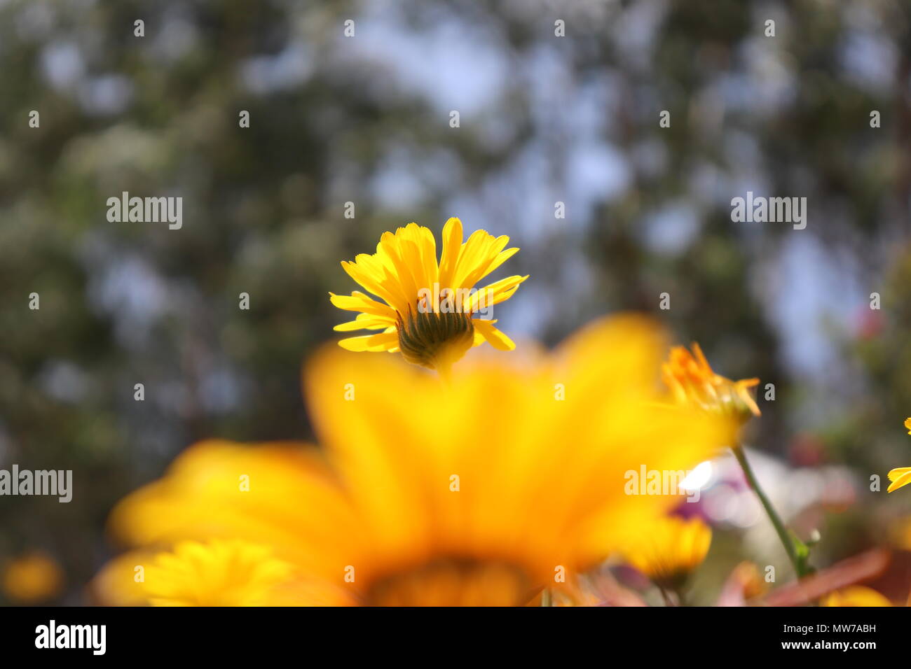 Fleurs Banque D'Images