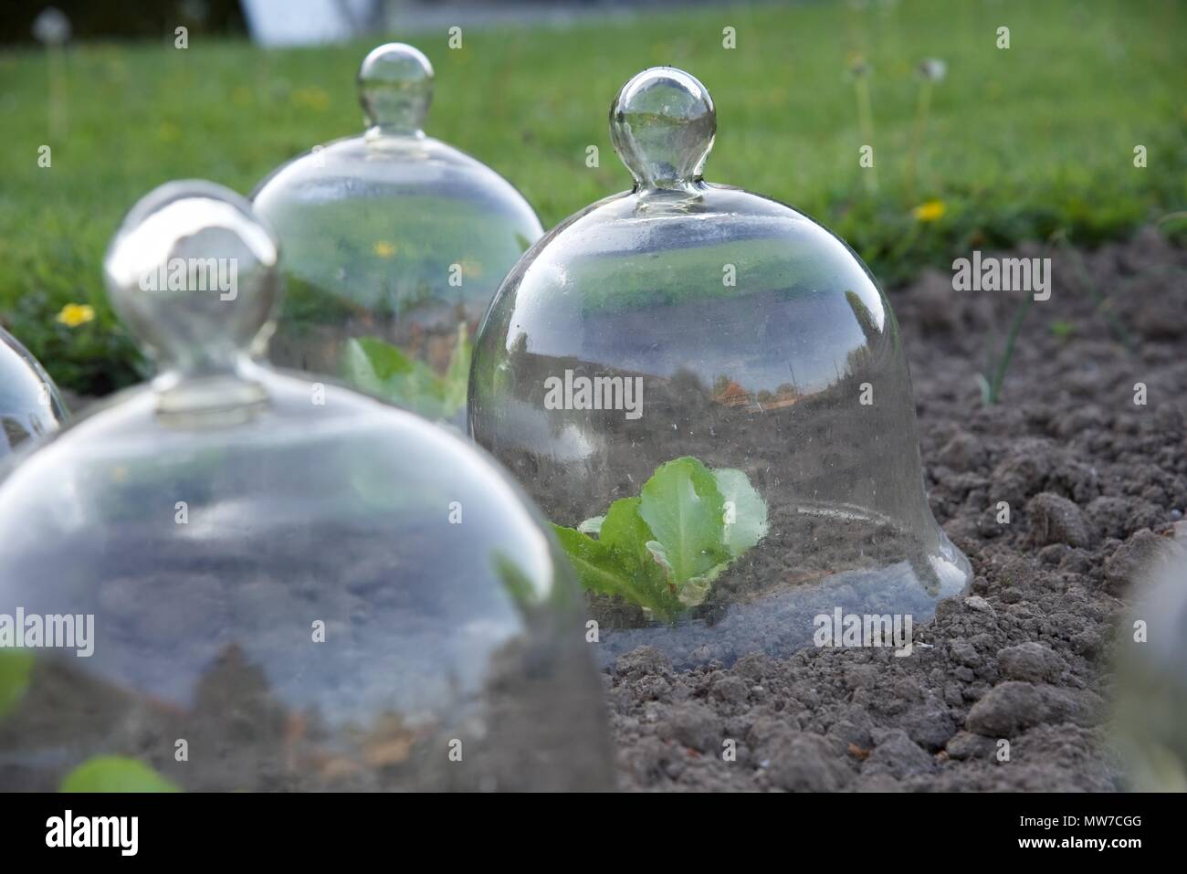 Cloches du jardinier : cloches de verre traditionnelle, ou des cloches, protéger les jeunes plants de laitue Banque D'Images