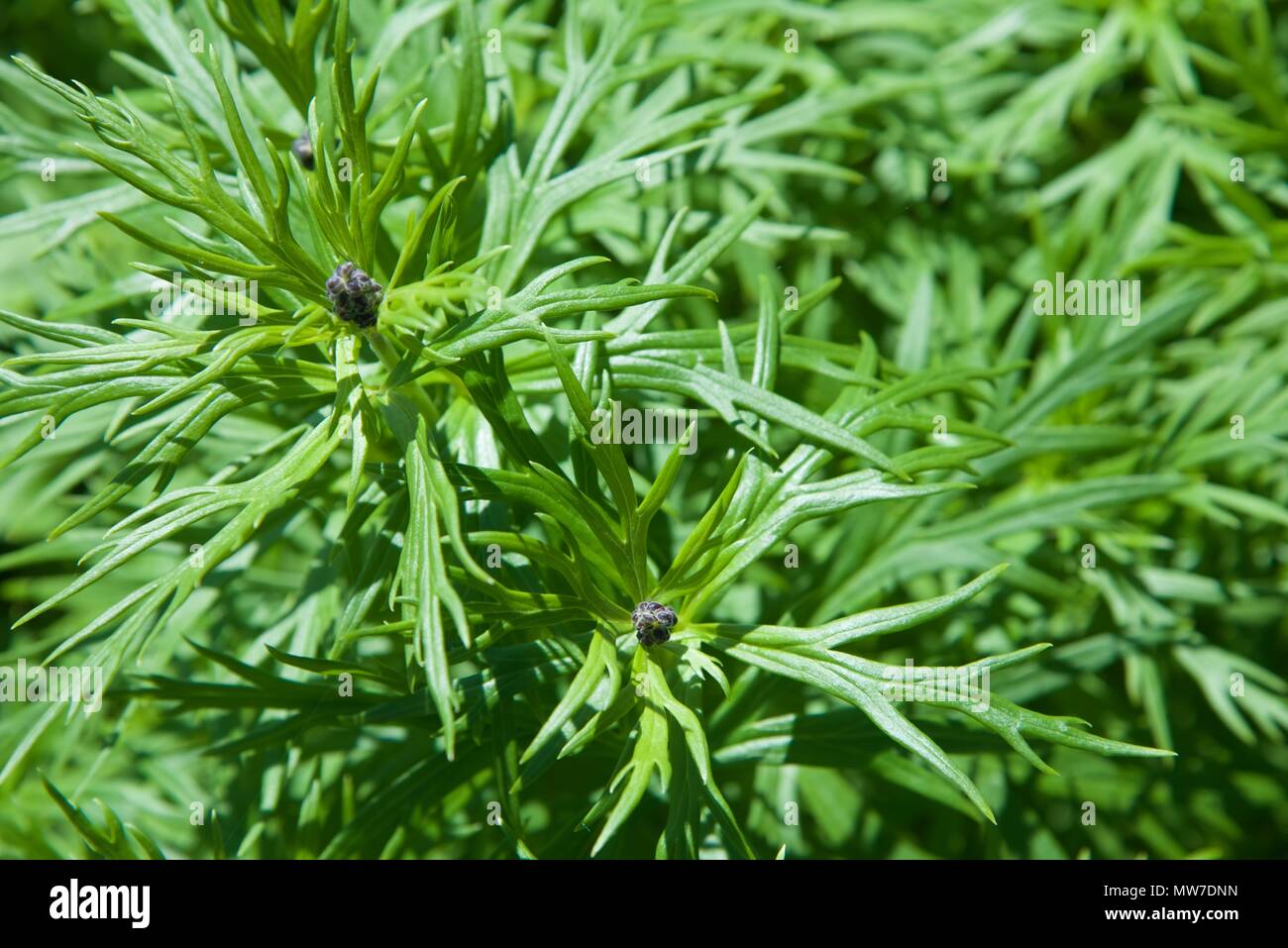 Aconit (Aconitum) : avec reservoir avant la floraison Banque D'Images