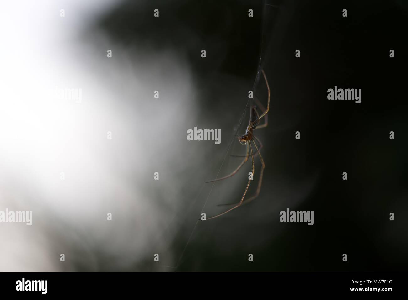 (Avec Tetragnathidae) : un seul tronçon, long ou d'une araignée Orb Weaver sur son site web Banque D'Images