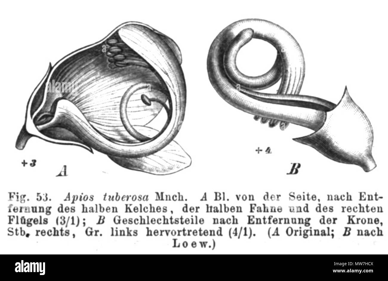 . Illustration de livre . 1891. Paul Hermann Wilhelm Taubert (1862-1897) 53 Apios americana Taub53 Banque D'Images