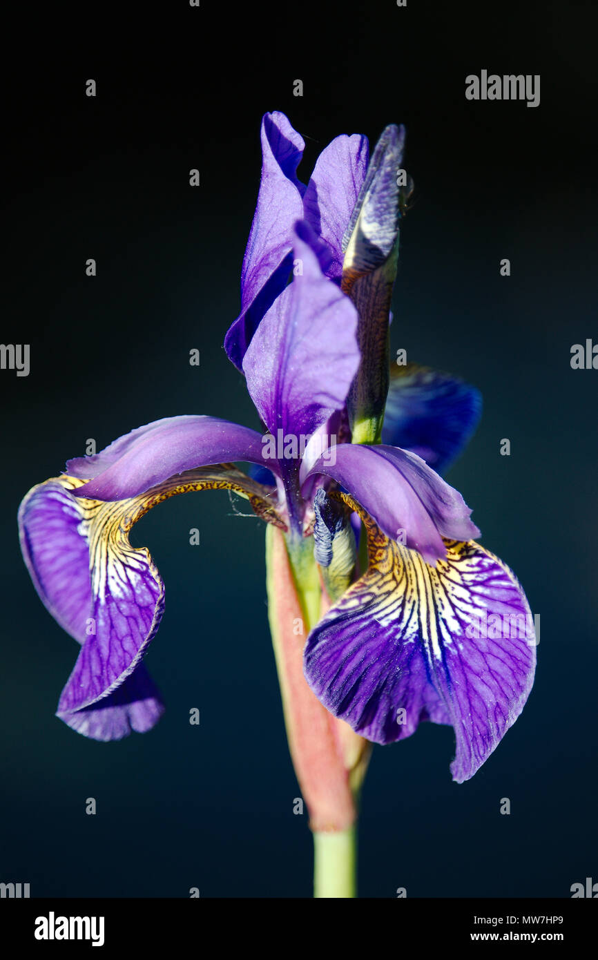 Un iris mauve dans le soleil du soir. Banque D'Images
